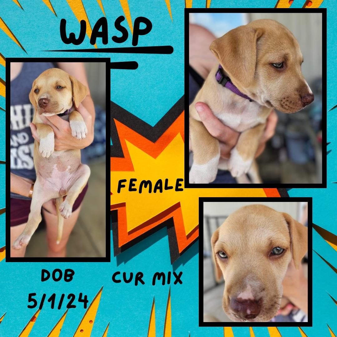 Dog for adoption Wasp, a Black Mouth Cur in Chambersburg , PA Petfinder