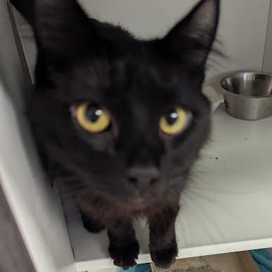 Cole, Adoptable, Adult Male Domestic Medium Hair.