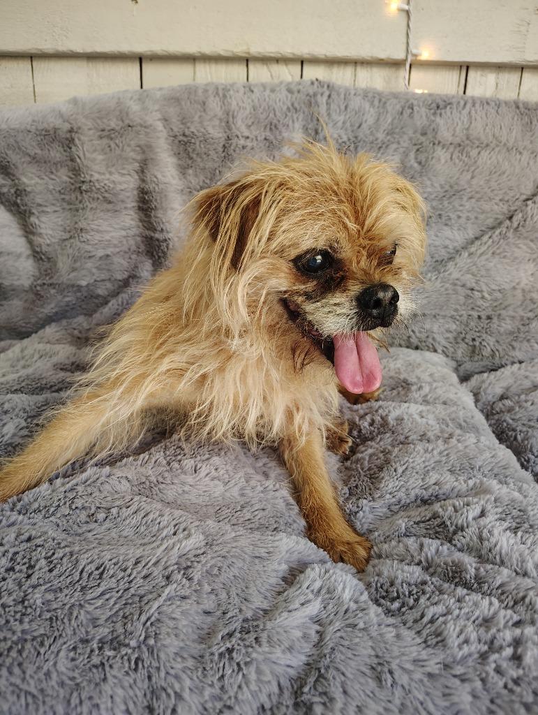 Hobbes, a Adoptable Terrier in Fort Worth, TX image 1/3