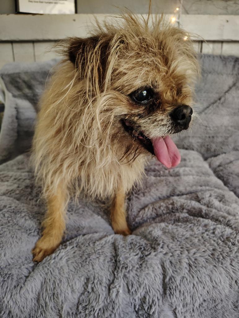 Hobbes, a Adoptable Terrier in Fort Worth, TX image 2/3
