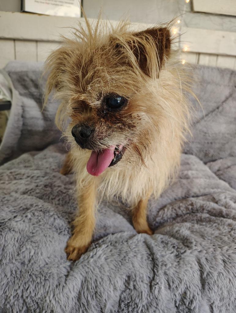 Hobbes, a Adoptable Terrier in Fort Worth, TX image 3/3