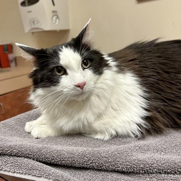 Sketch, Adoptable, Senior Male Domestic Long Hair.