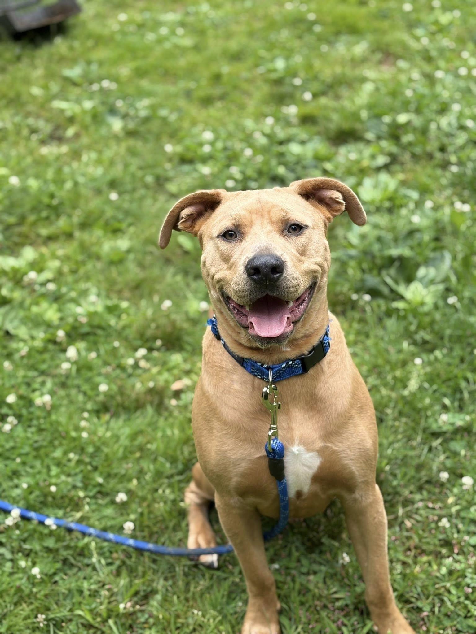 Enlarge Spot, a Adoptable mixed breed in Ossining, NY image 1/1