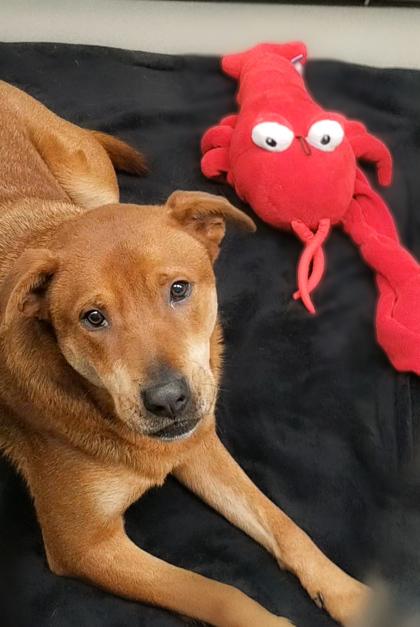 Enlarge Chico (in foster), a Adoptable Mixed Breed in Atlanta, GA image 1/3