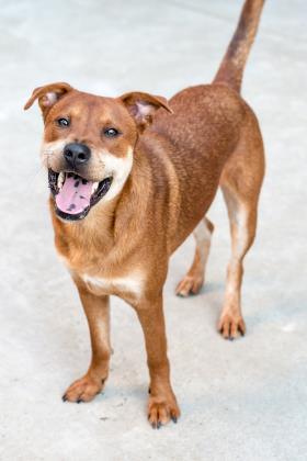 Chico (in foster), Adoptable, Adult Male Mixed Breed & Mixed Breed.