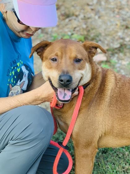 Enlarge Chico (in foster), a Adoptable Mixed Breed in Atlanta, GA image 3/3