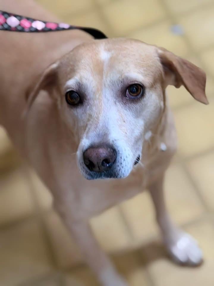 Caramel , ADOPTABLE, Adult Female Labrador Retriever.