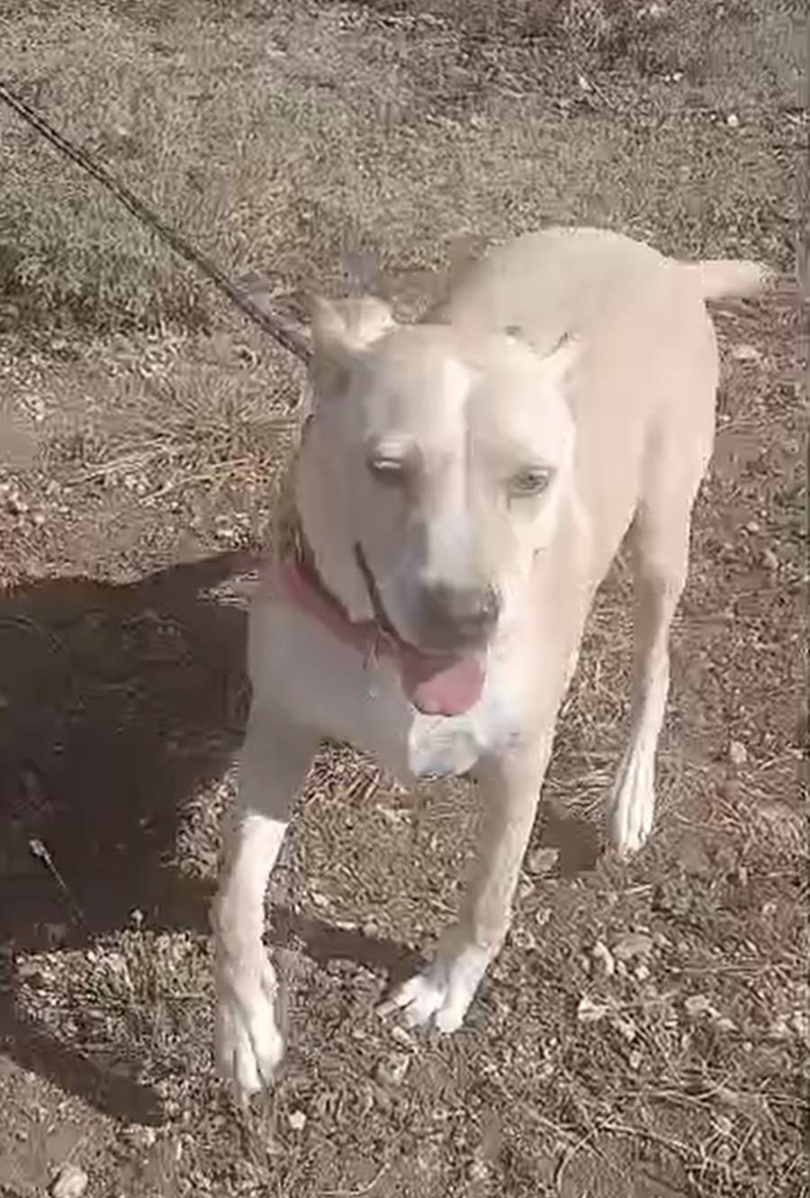 MISS FAITH > Bleeding Heart Society — thumbnail 2