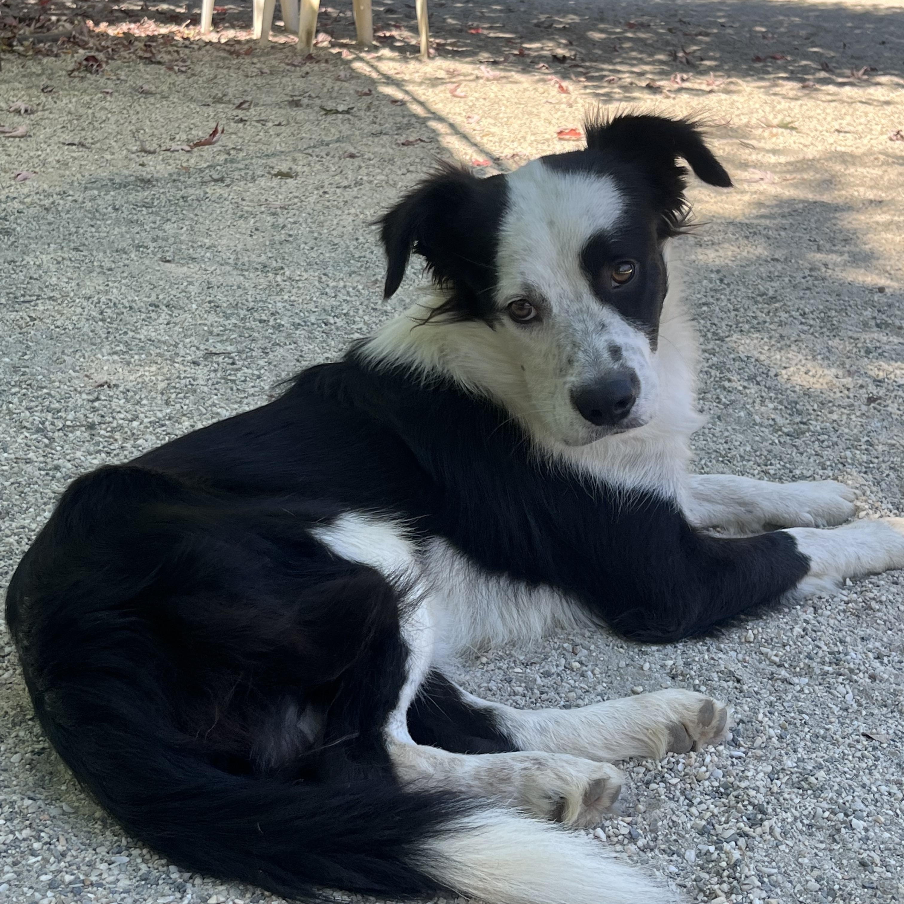 McFlurry, Adoptable, Young Male Border Collie.