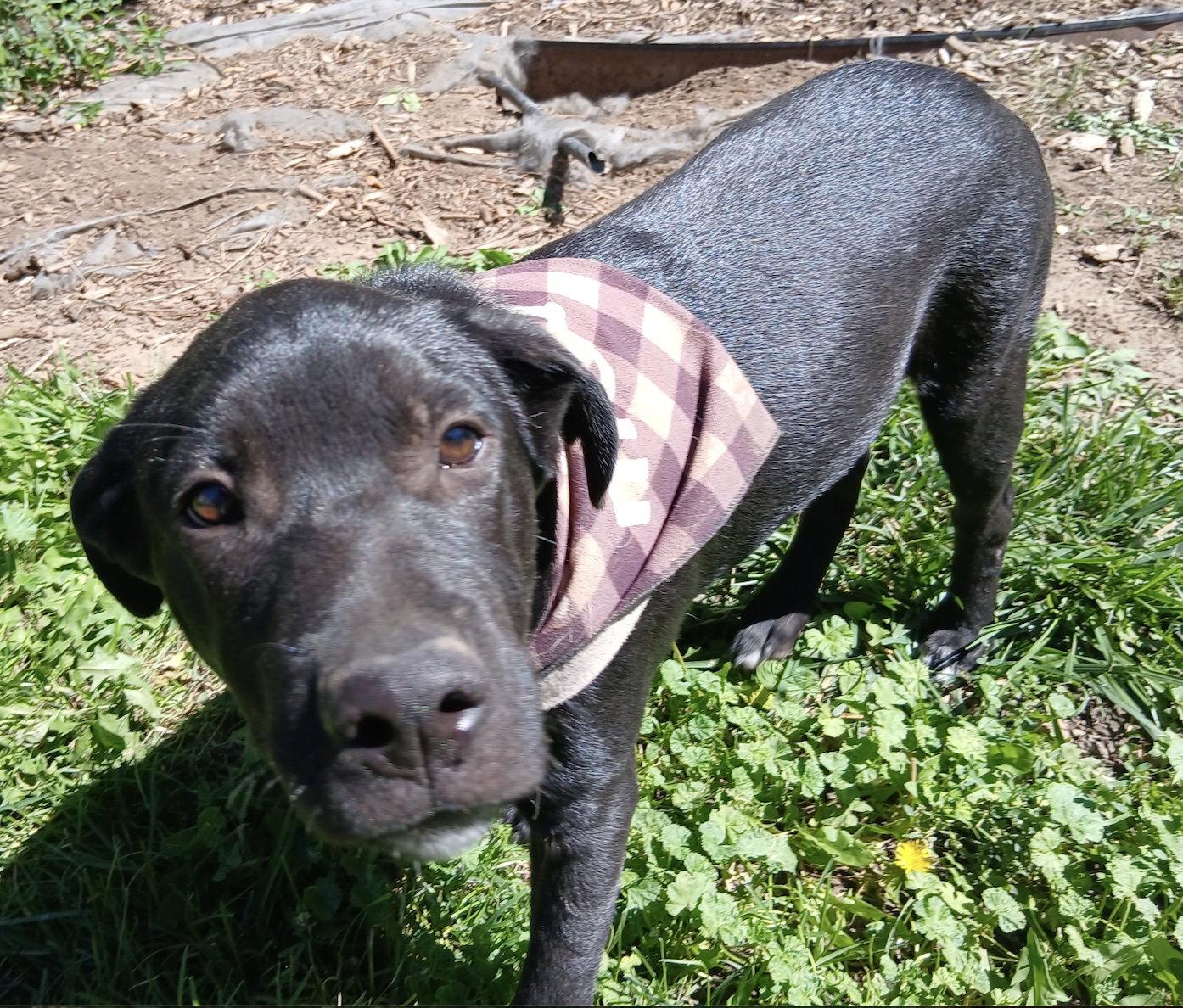Enlarge Jordan, a Adopted Labrador Retriever in Evergreen, CO image 3/3