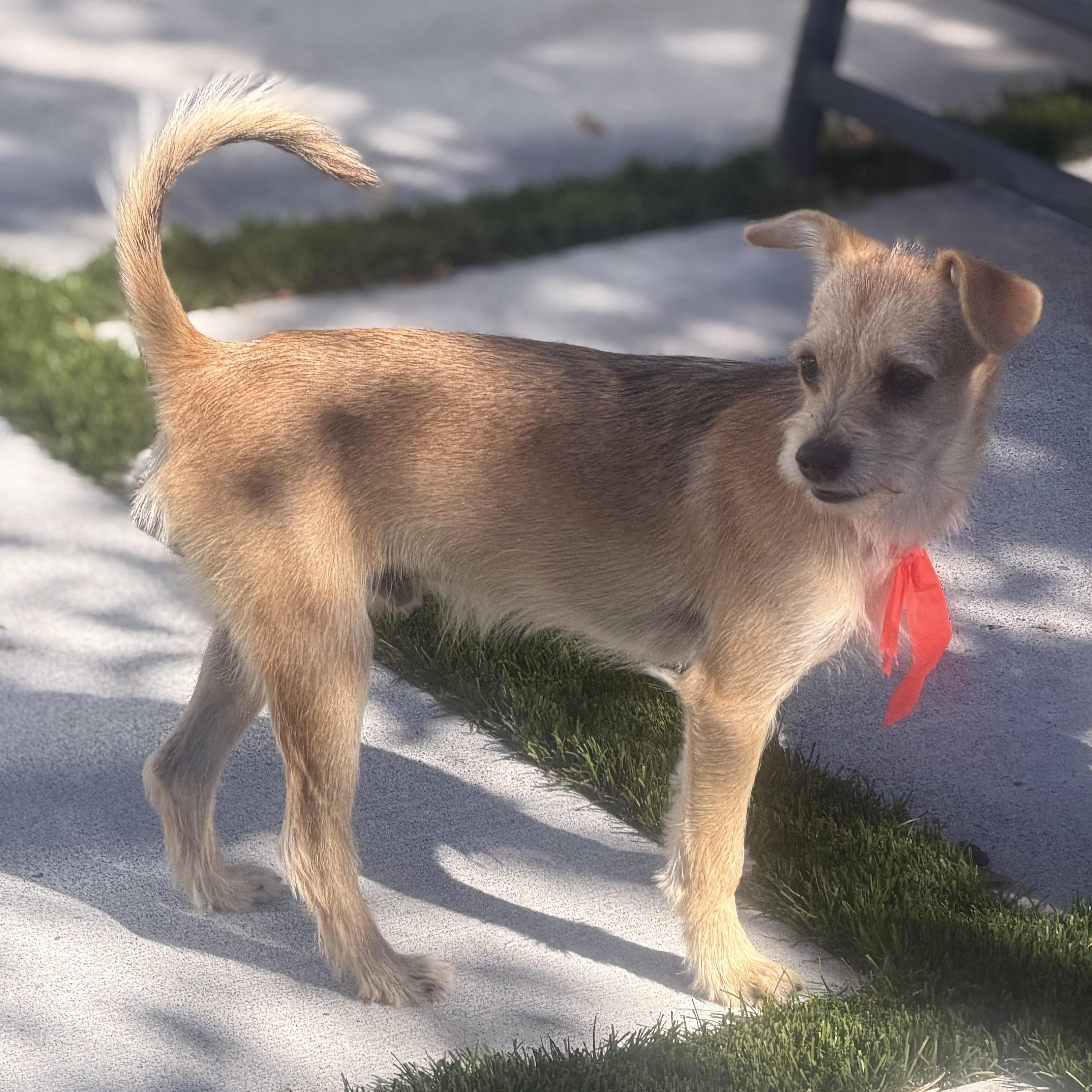 Enlarge Mr. Adventures Maverick, a Adoptable mixed breed in Ridgefield, WA image 5/6