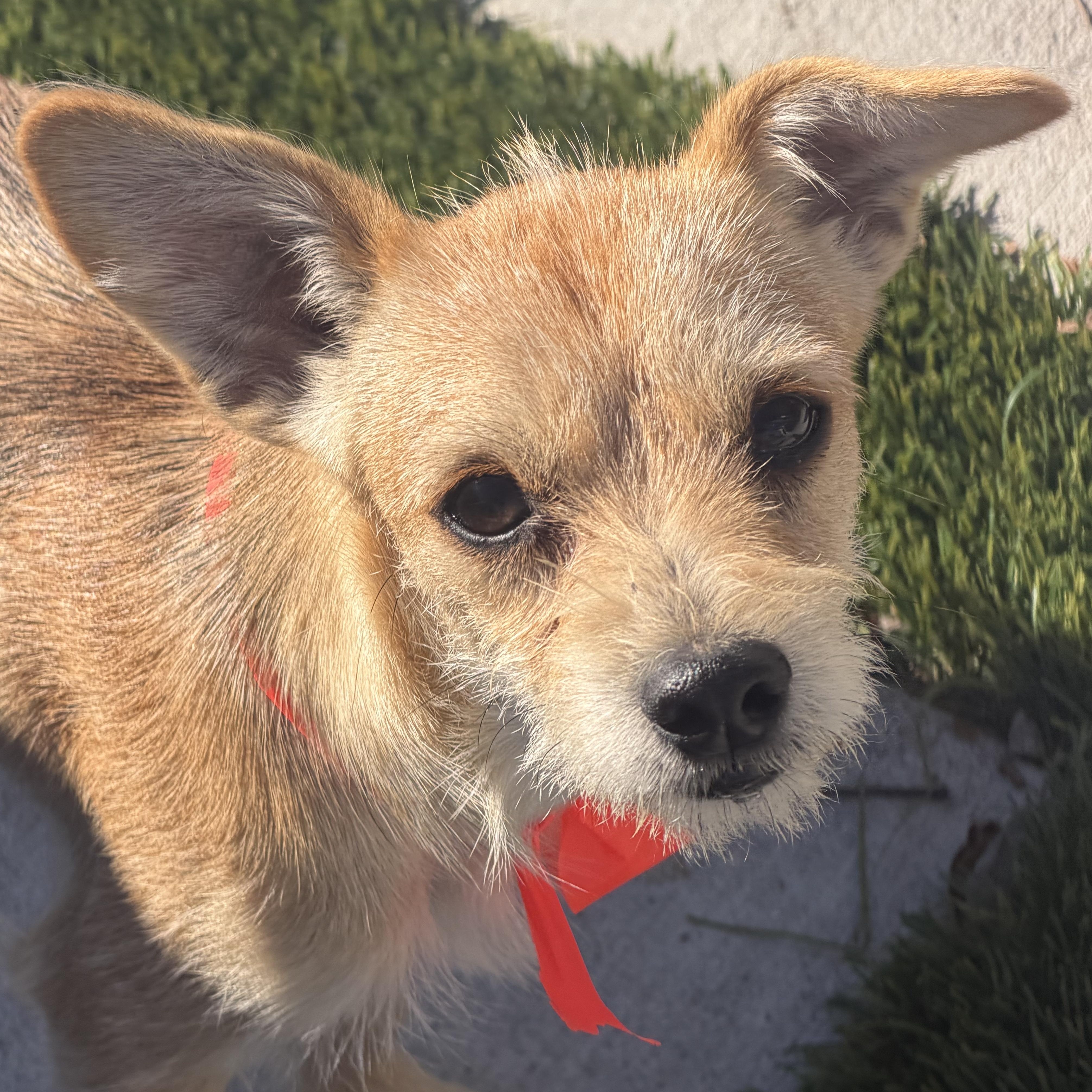 Mr. Adventures Maverick, Adoptable, Puppy Male Border Terrier & Miniature Poodle.