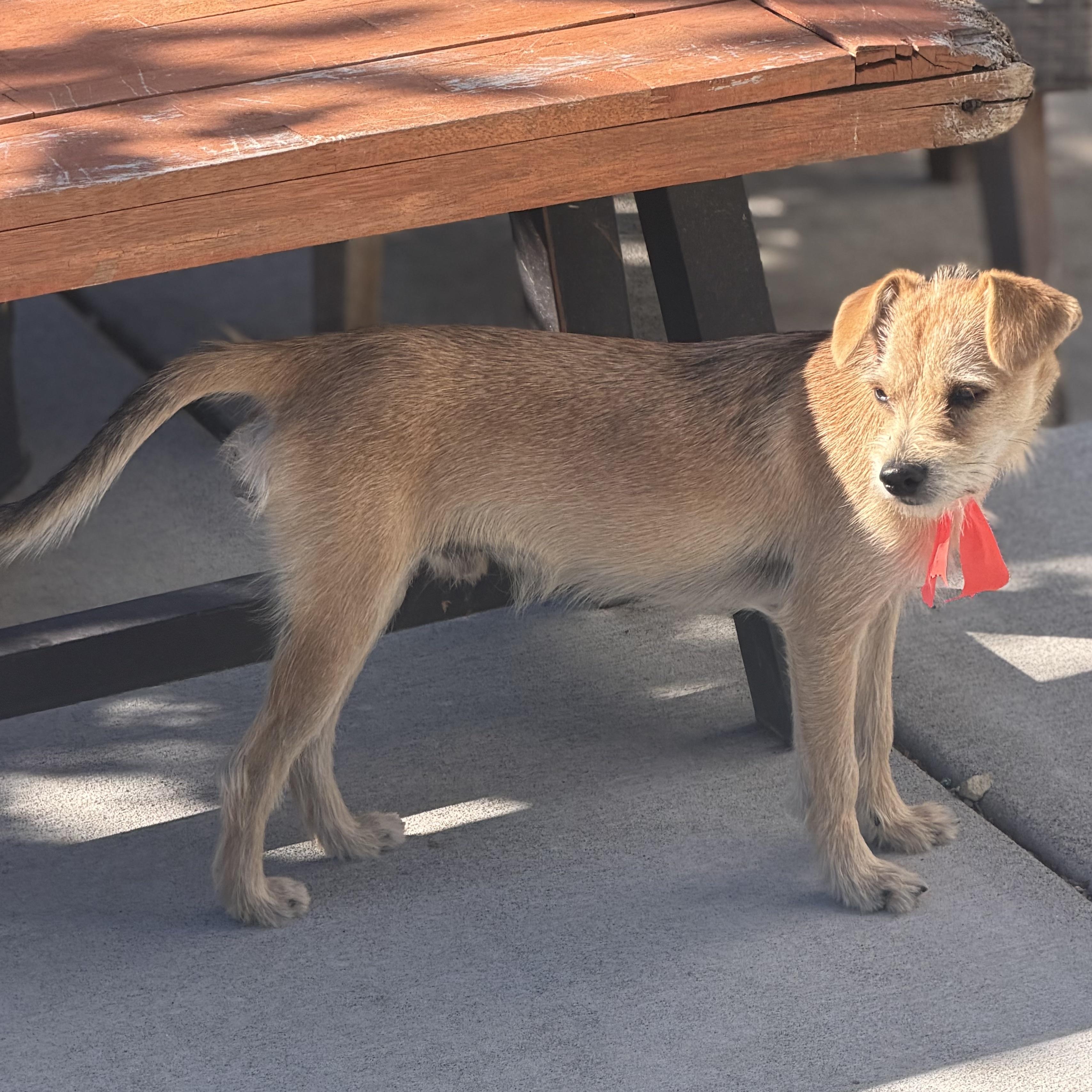 Enlarge Mr. Adventures Maverick, a Adoptable mixed breed in Ridgefield, WA image 2/6