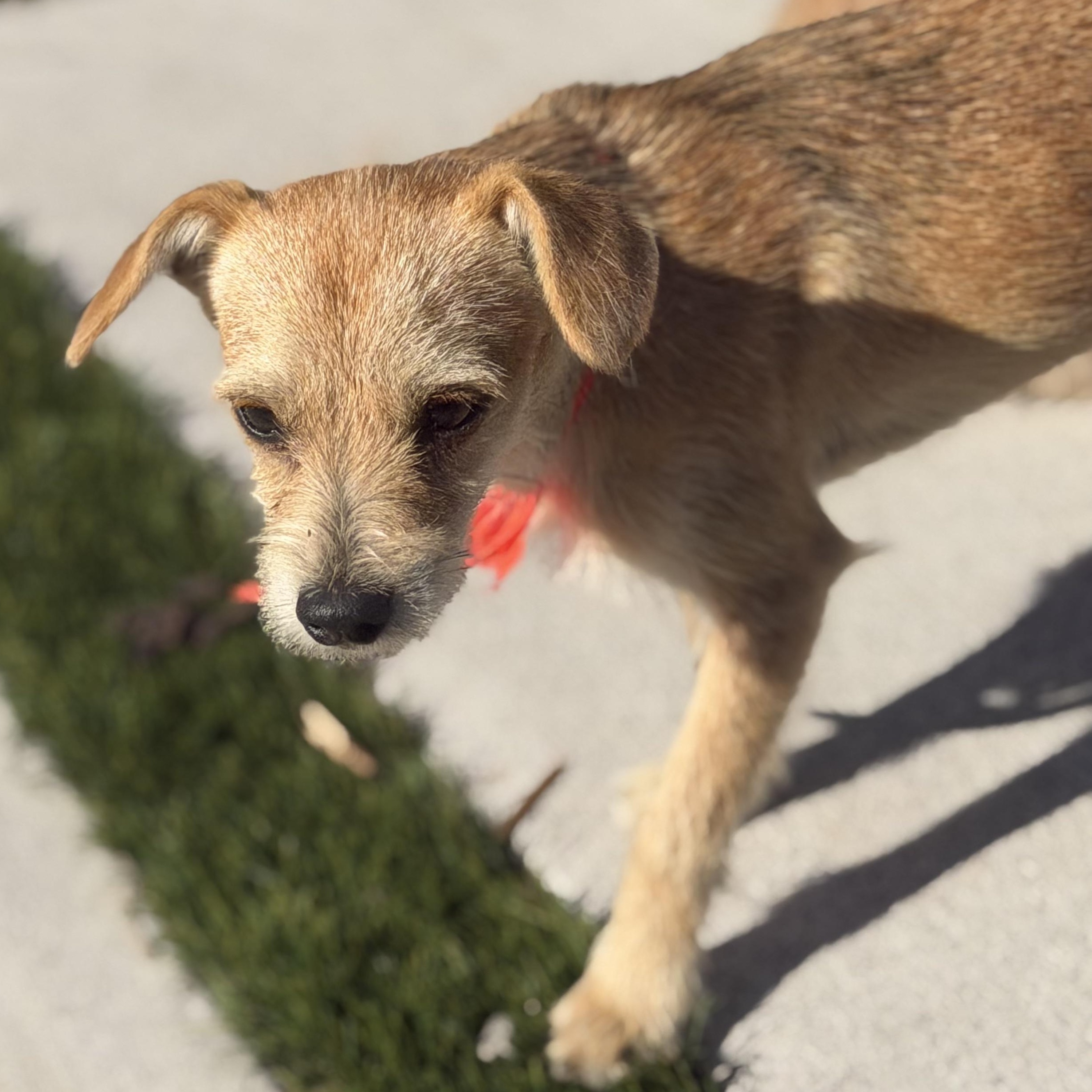 Enlarge Mr. Adventures Maverick, a Adoptable mixed breed in Ridgefield, WA image 3/6