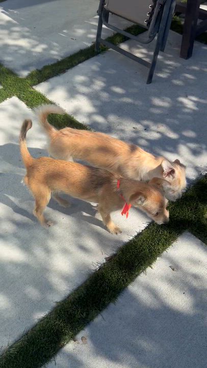 Enlarge Mr. Adventures Maverick, a Adoptable mixed breed in Ridgefield, WA video 4/6