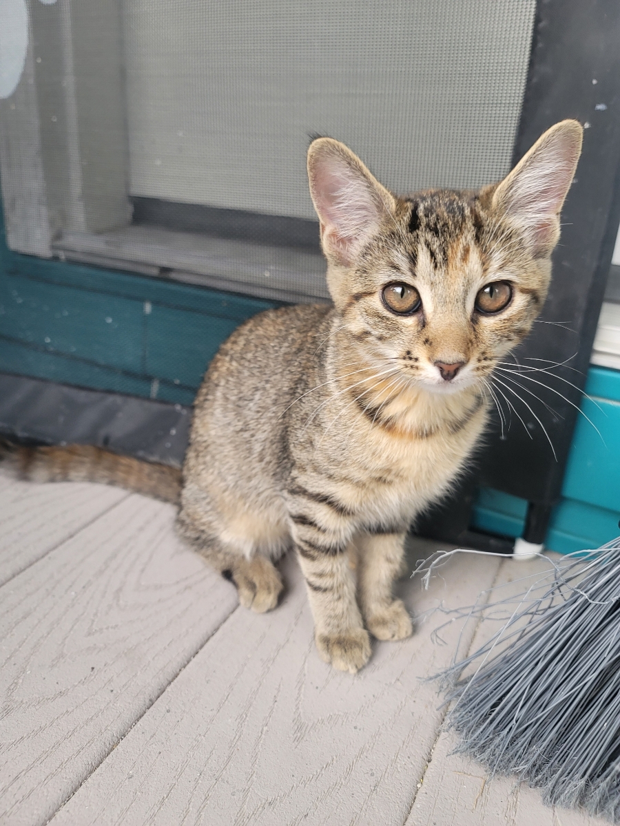 Cat for adoption Allison, a Domestic Short Hair in Murfreesboro, TN