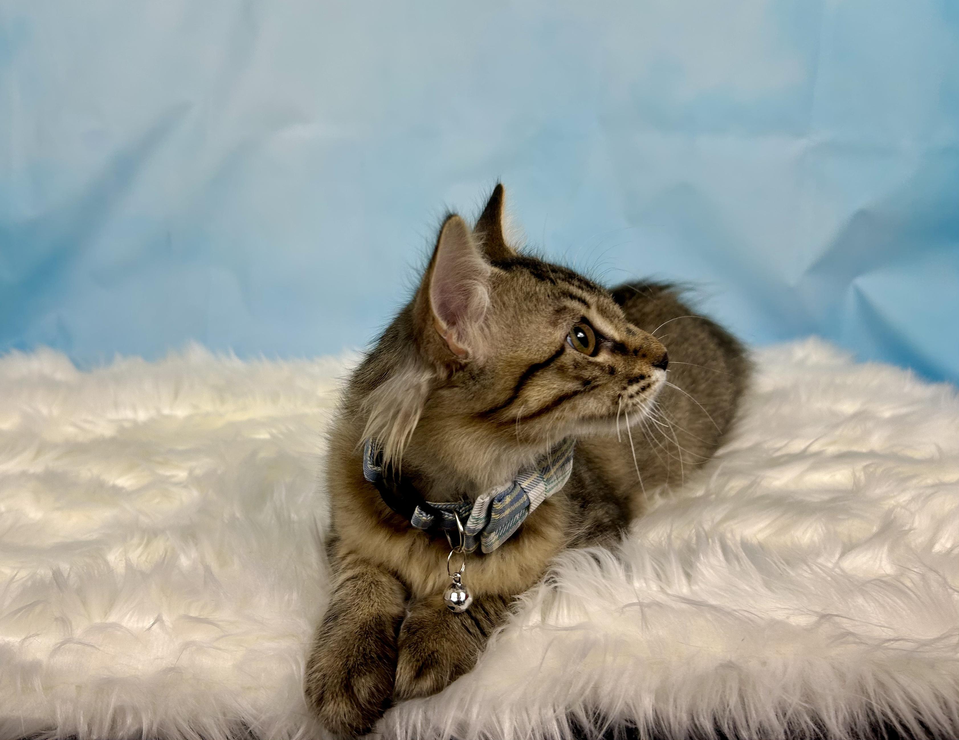 OMally, an adopted Domestic Medium Hair in Webster, TX image 3/4