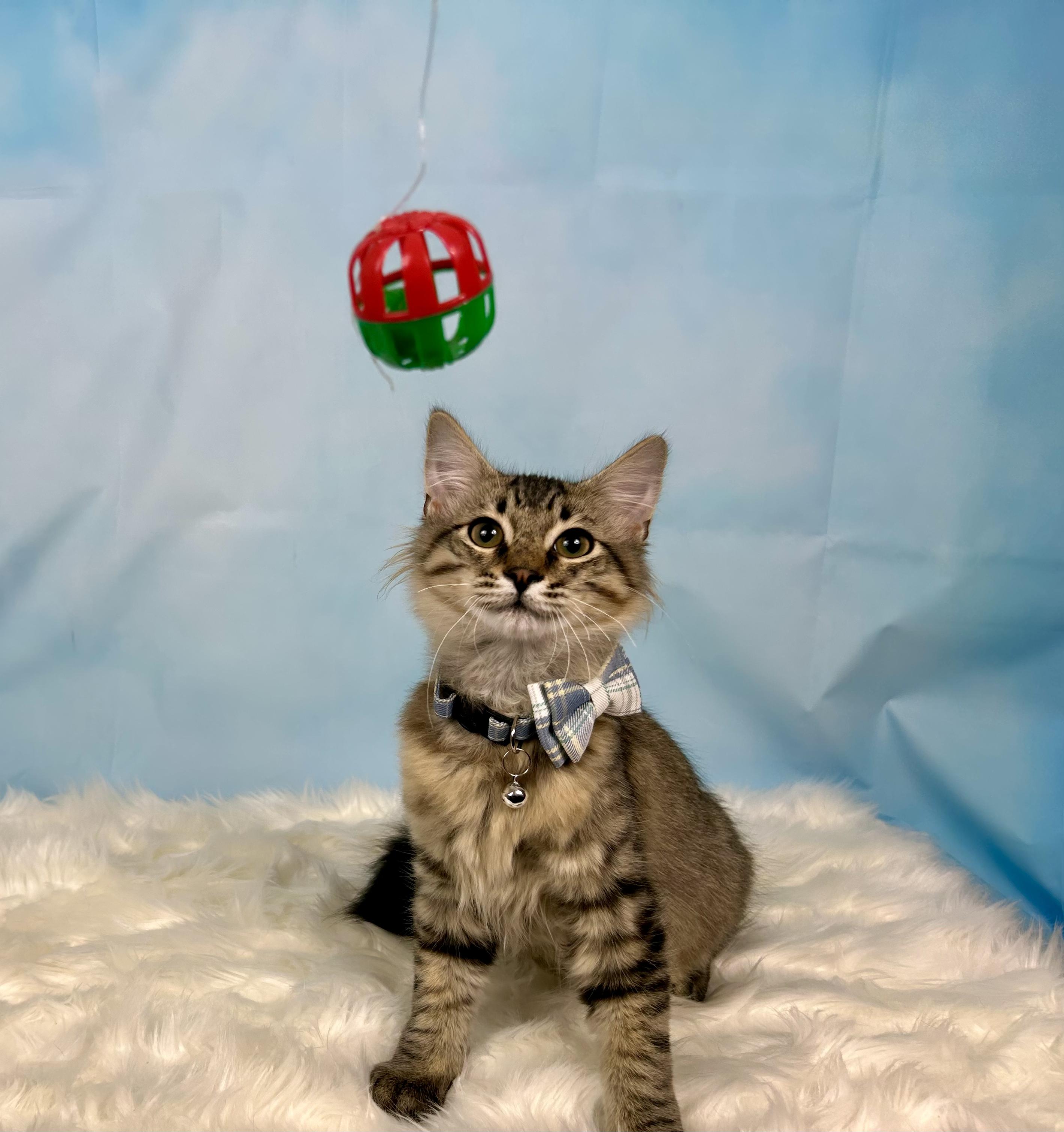 OMally, an adopted Domestic Medium Hair in Webster, TX image 4/4