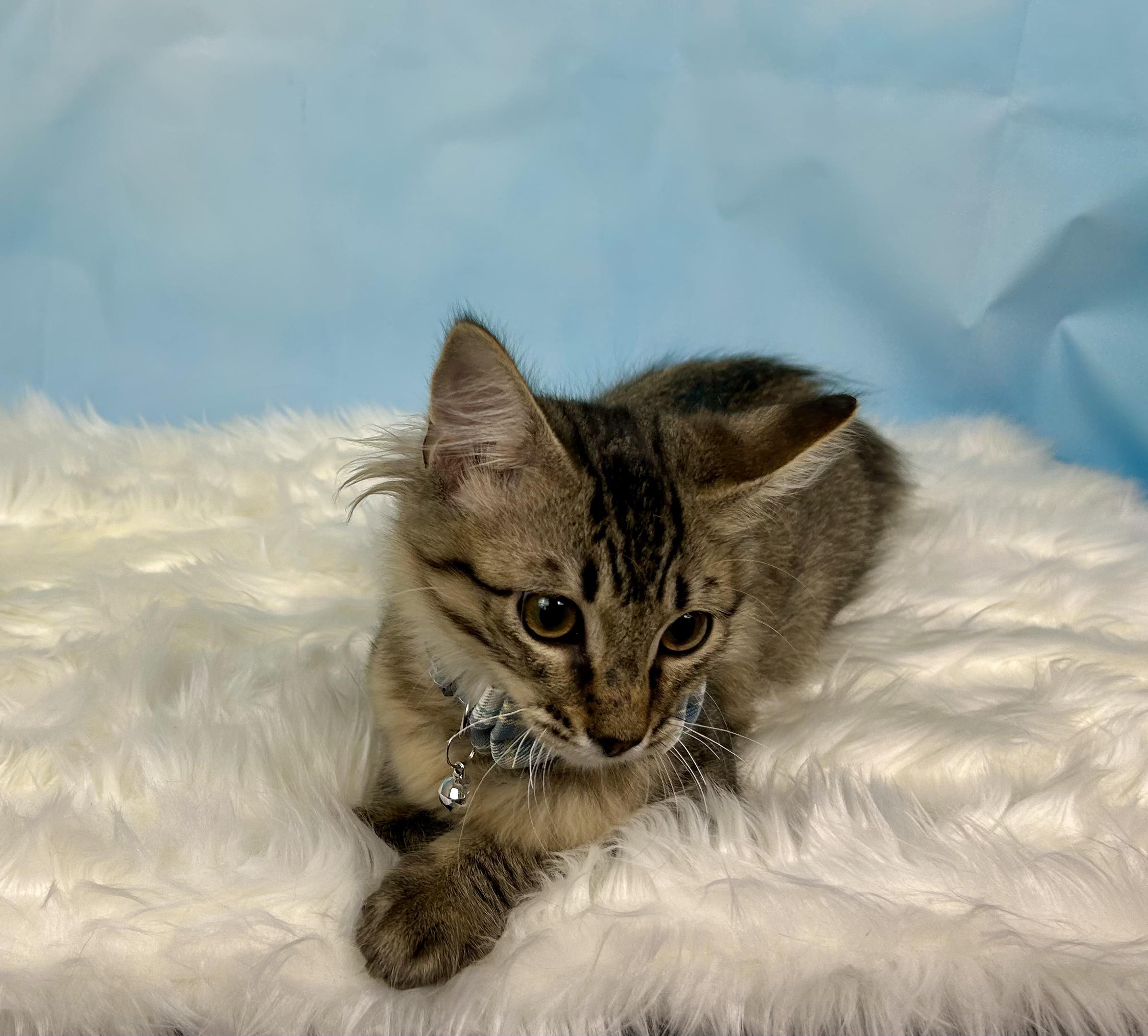 OMally, an adopted Domestic Medium Hair in Webster, TX image 2/4