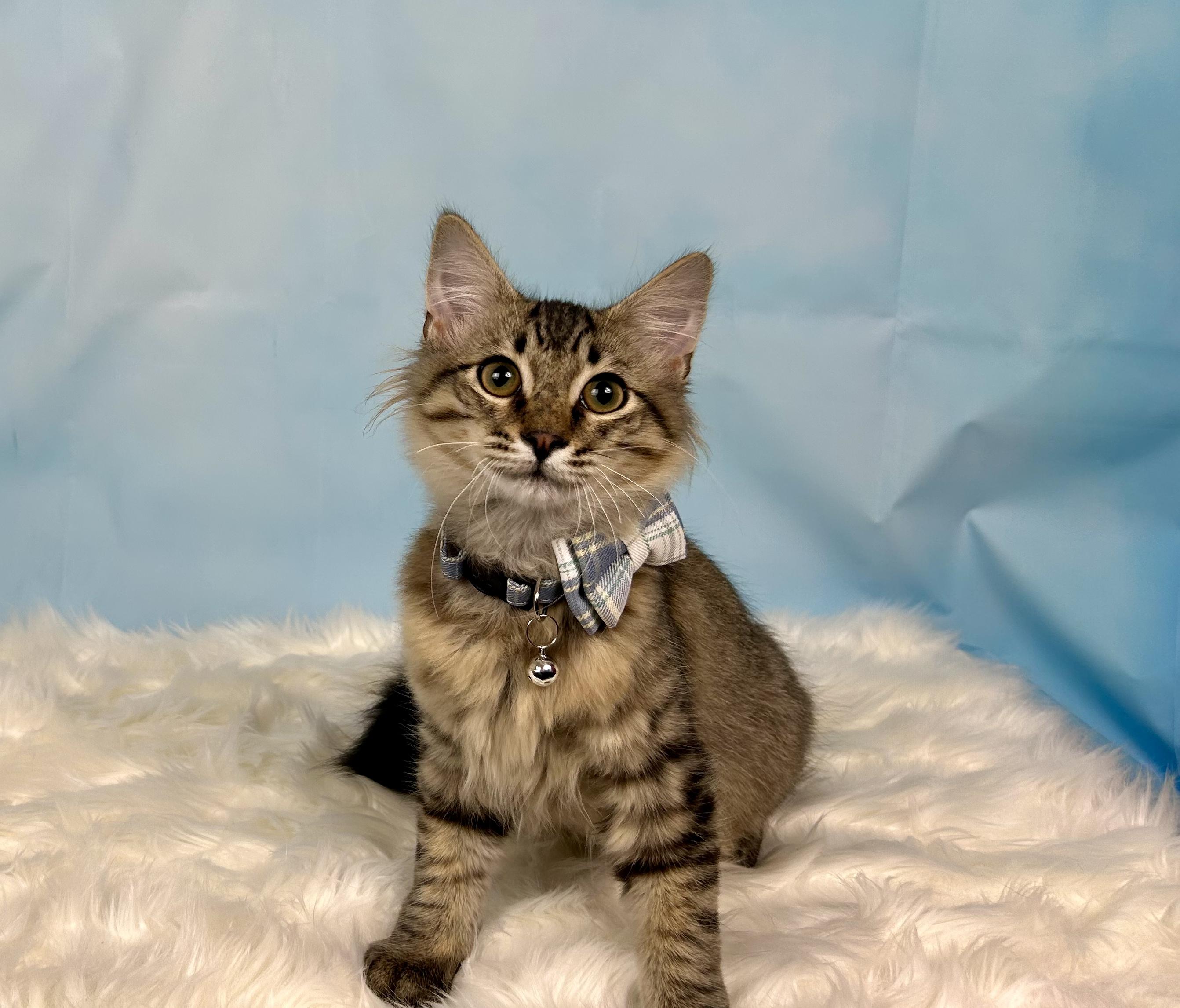 OMally, an adopted Domestic Medium Hair in Webster, TX image 1/4