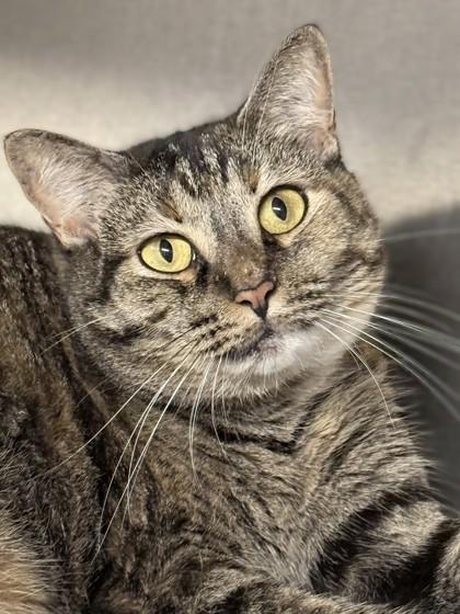 Enlarge Reign, a Adoptable mixed breed in Venice, FL image 1/3
