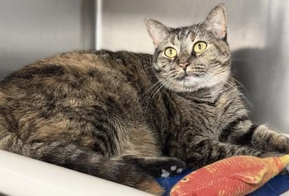 Enlarge Reign, a Adoptable mixed breed in Venice, FL image 2/3