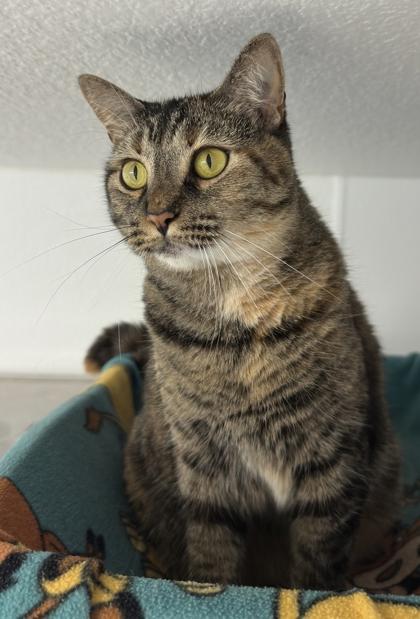 Enlarge Reign, a Adoptable mixed breed in Venice, FL image 3/3