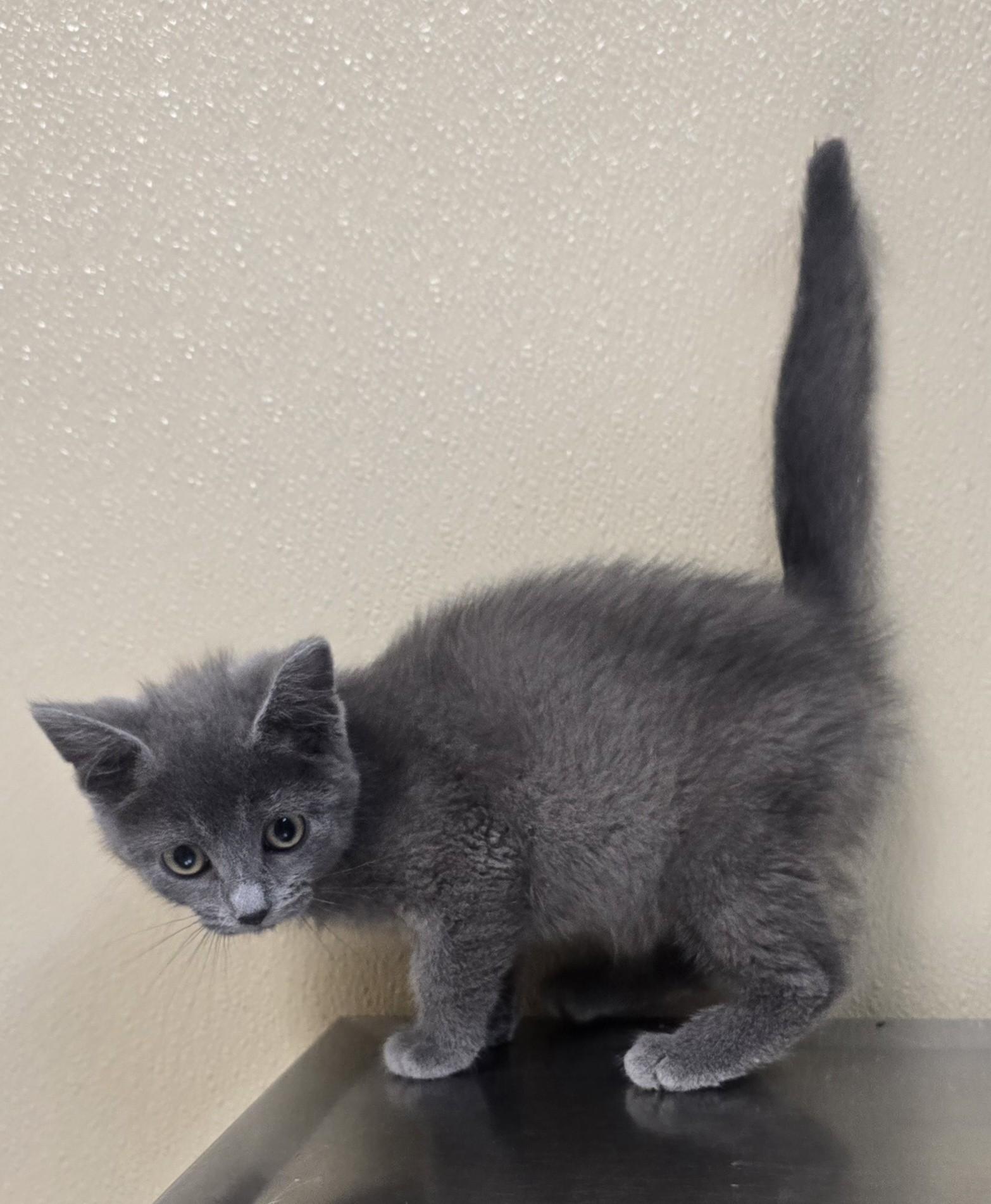Enlarge Alice, a Adoptable mixed breed in Brainerd, MN image 1/1