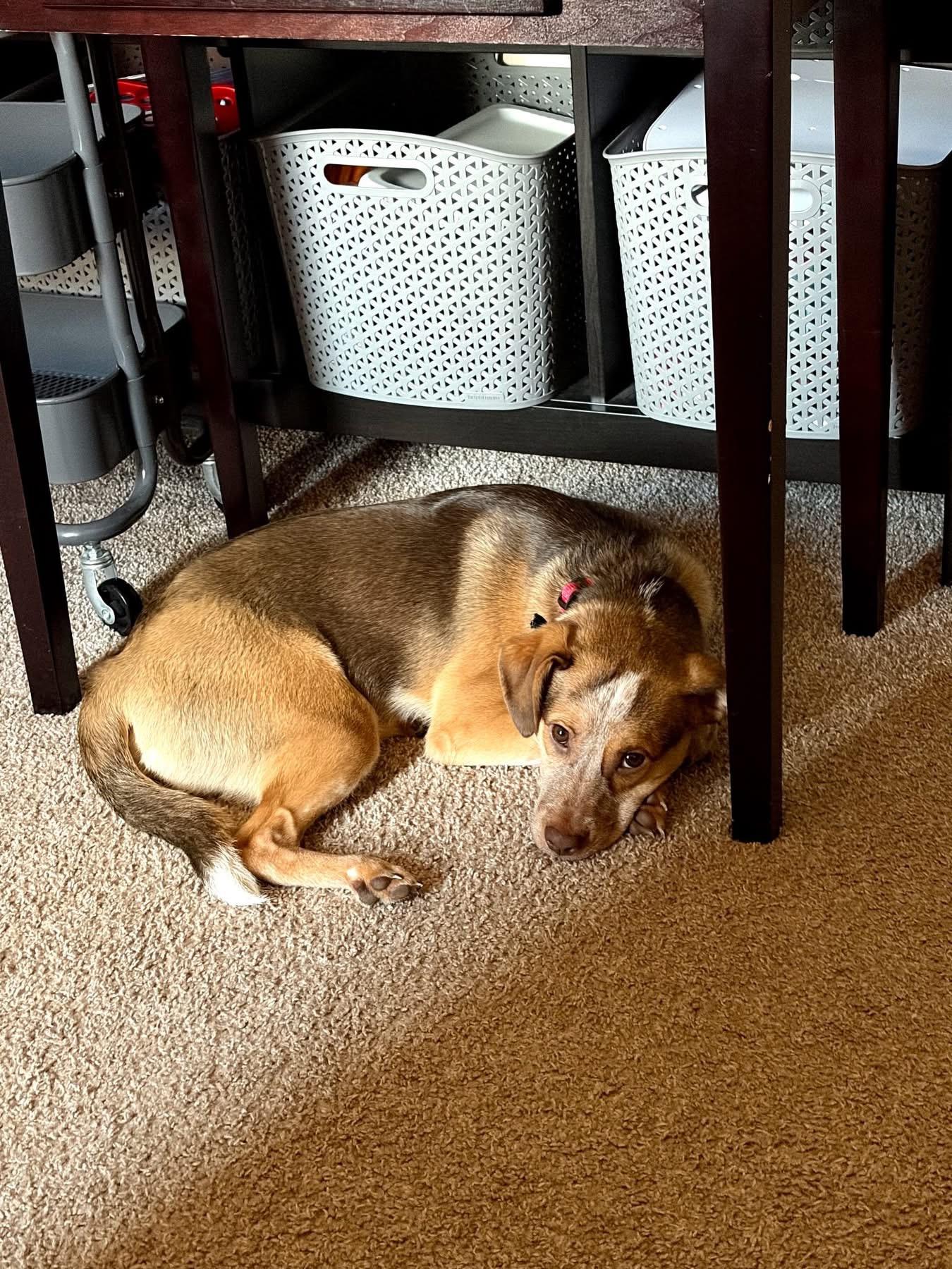 Enlarge Prince, a ADOPTABLE mixed breed in Louisville, KY image 2/2