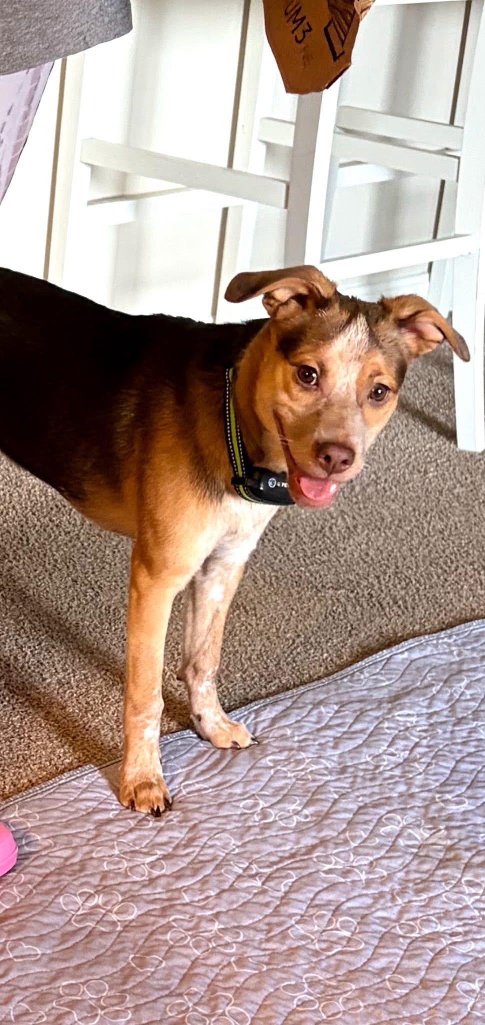 Enlarge Prince, a ADOPTABLE mixed breed in Louisville, KY image 1/2