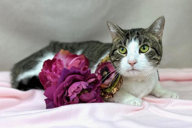 Cleo, ADOPTABLE, Adult Female Domestic Short Hair.