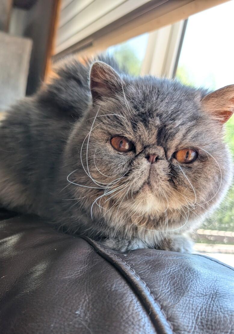 NOODLES, ADOPTABLE, Adult Female Exotic Shorthair.