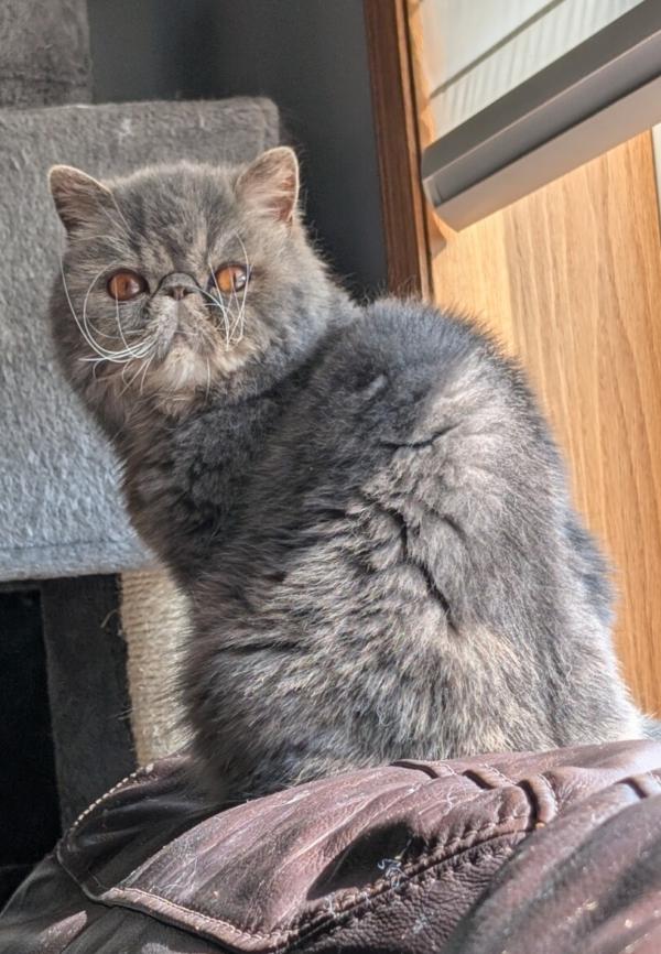 NOODLES, a ADOPTABLE Exotic Shorthair in Otsego, MN image 2/5
