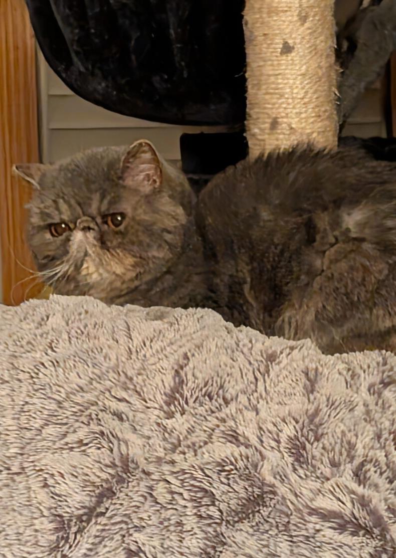 NOODLES, a ADOPTABLE Exotic Shorthair in Otsego, MN image 5/5