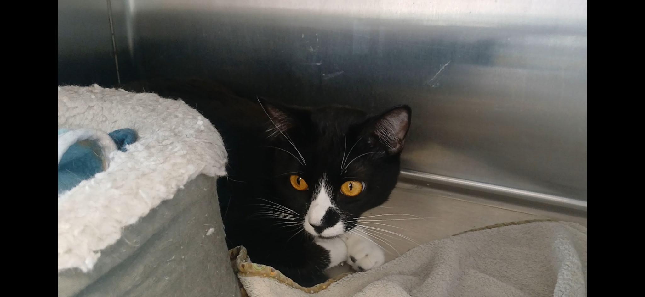 Enlarge Chevy, a ADOPTABLE Domestic Short Hair in Port Angeles, WA image 3/6