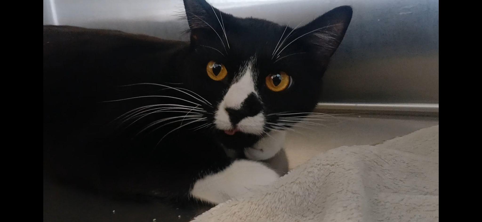 Enlarge Chevy, a ADOPTABLE Domestic Short Hair in Port Angeles, WA image 5/6
