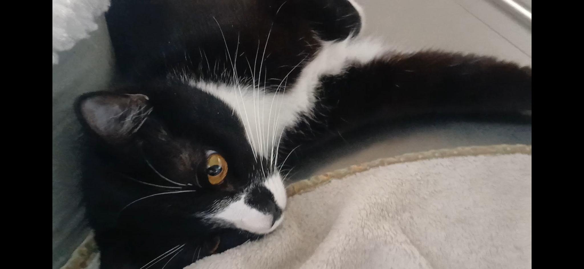 Enlarge Chevy, a ADOPTABLE Domestic Short Hair in Port Angeles, WA image 6/6