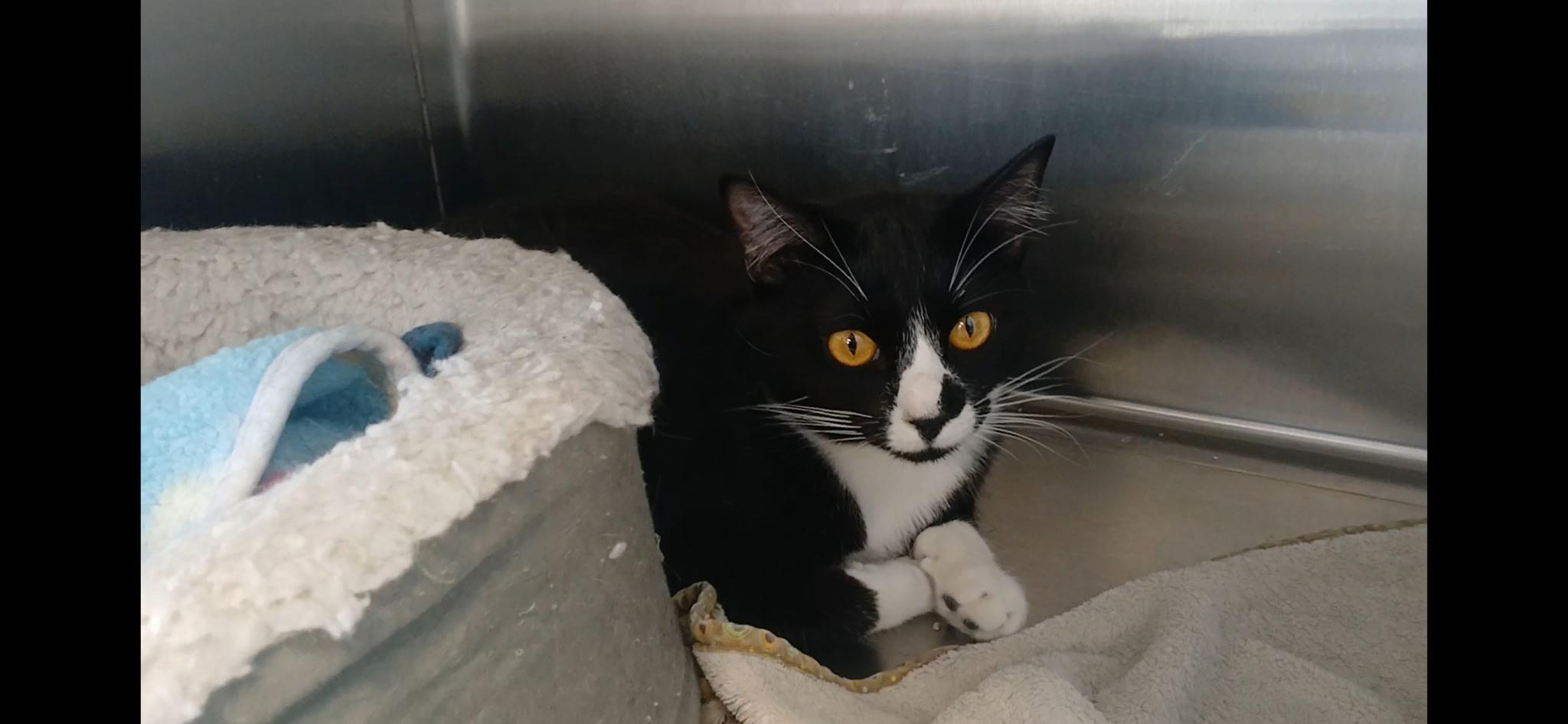 Enlarge Chevy, a ADOPTABLE Domestic Short Hair in Port Angeles, WA image 1/6