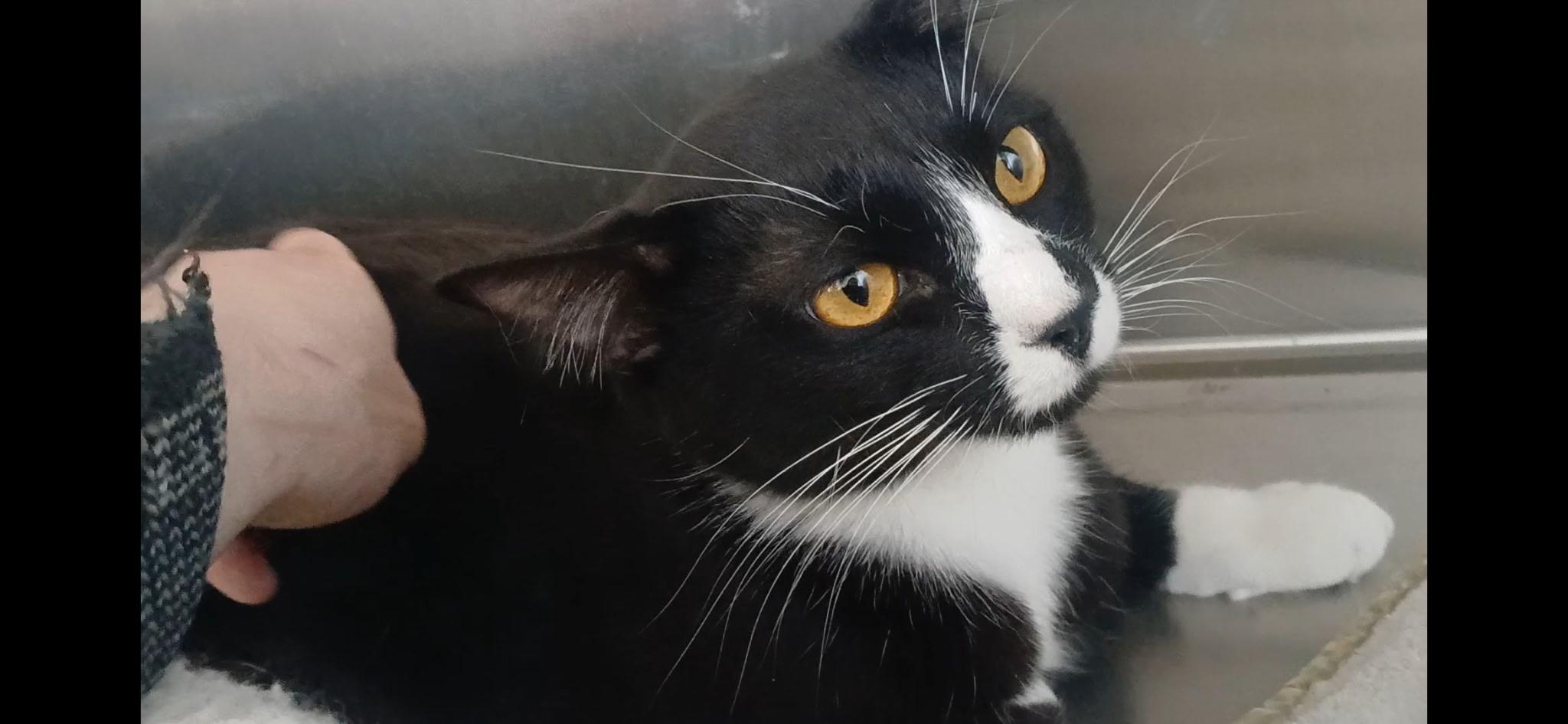 Enlarge Chevy, a ADOPTABLE Domestic Short Hair in Port Angeles, WA image 4/6