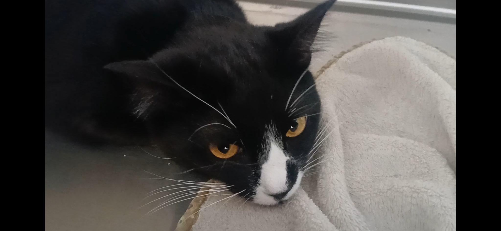 Enlarge Chevy, a ADOPTABLE Domestic Short Hair in Port Angeles, WA image 2/6