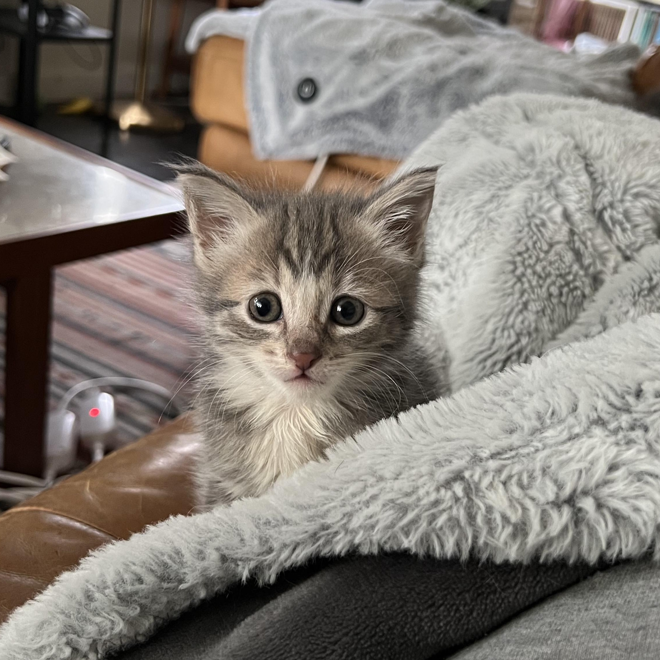 Enlarge Rebel (adopted), a Adopted mixed breed in San Francisco, CA image 5/5