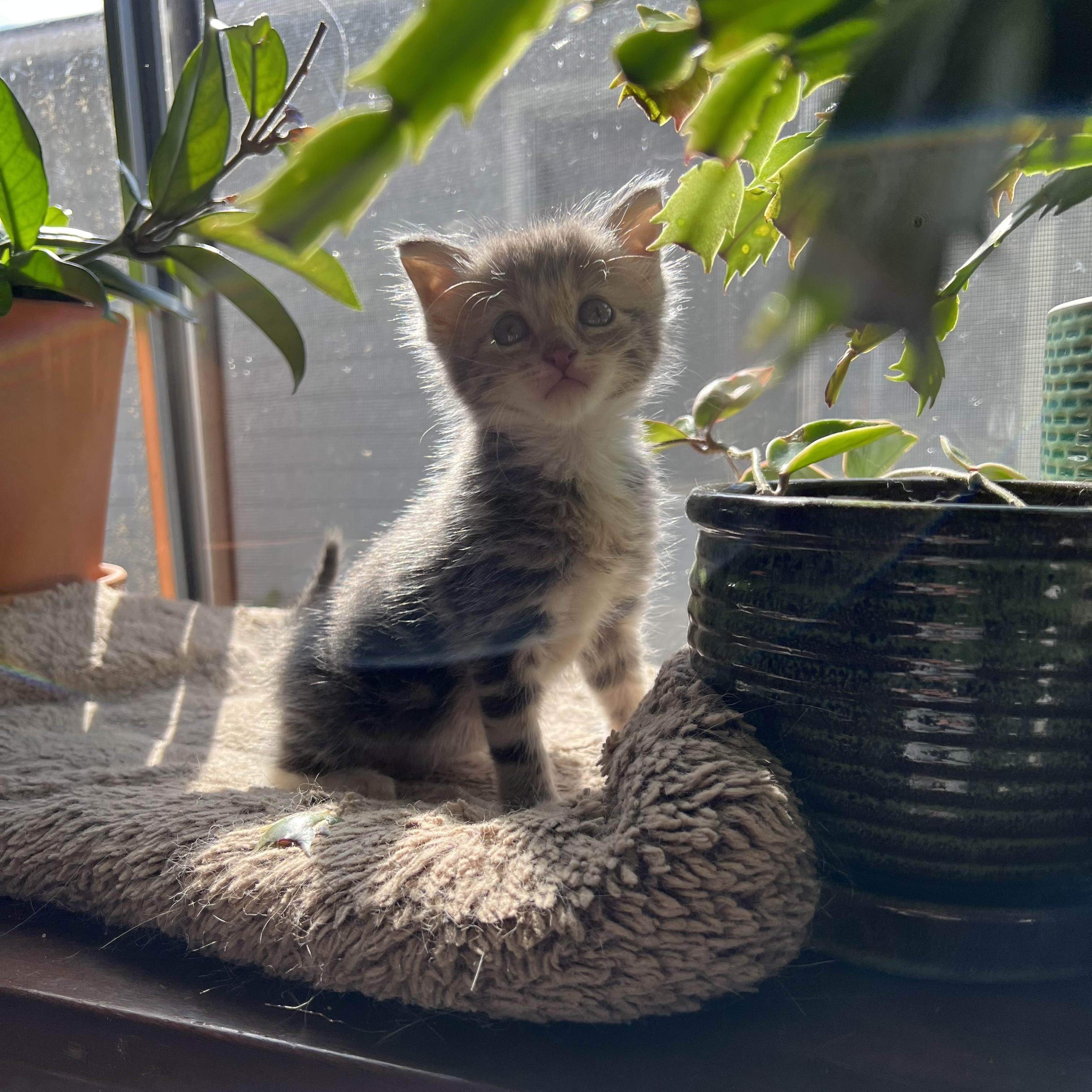 Enlarge Rebel (adopted), a Adopted mixed breed in San Francisco, CA image 3/5