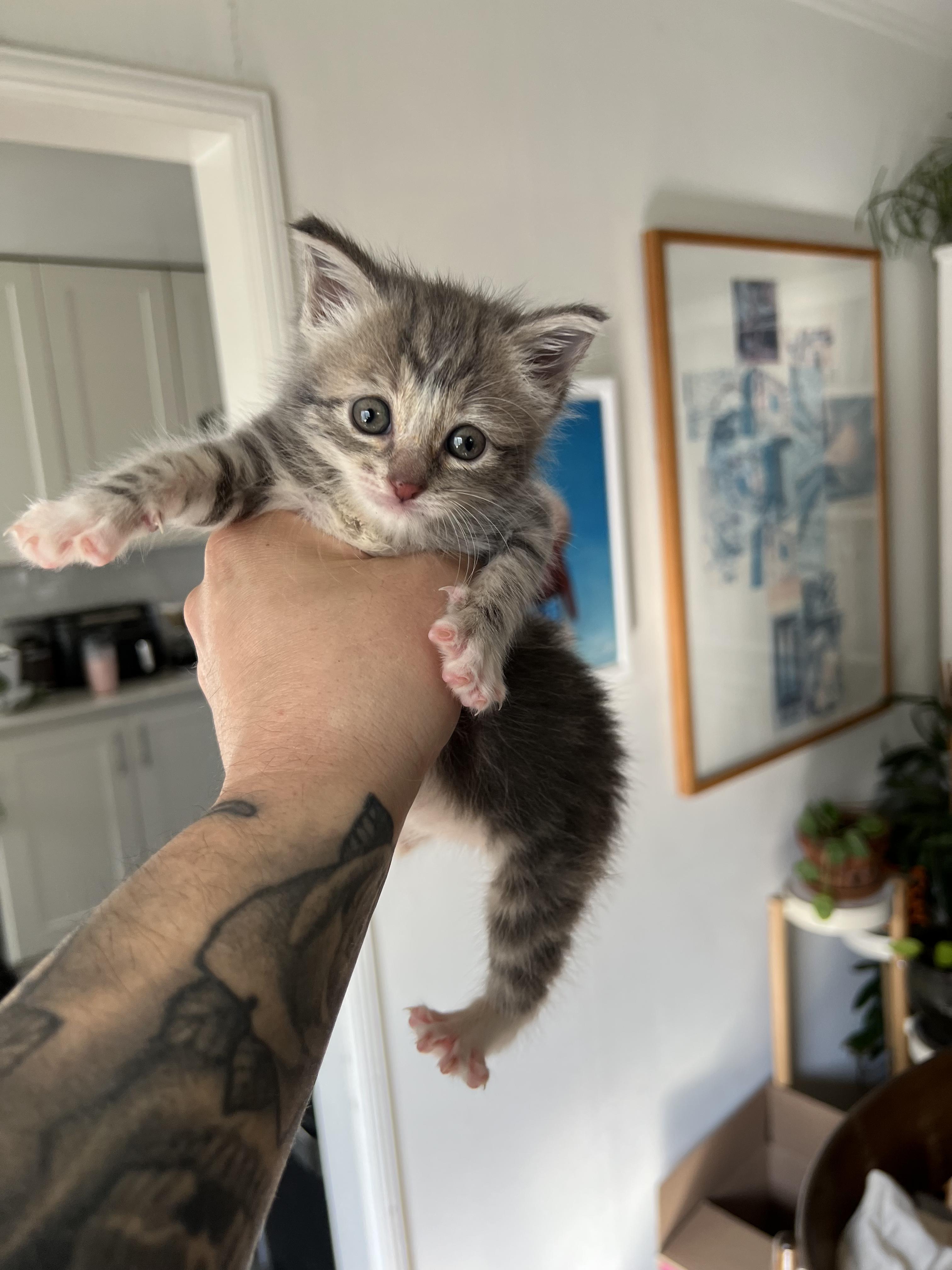 Enlarge Rebel (adopted), a Adopted mixed breed in San Francisco, CA image 2/5