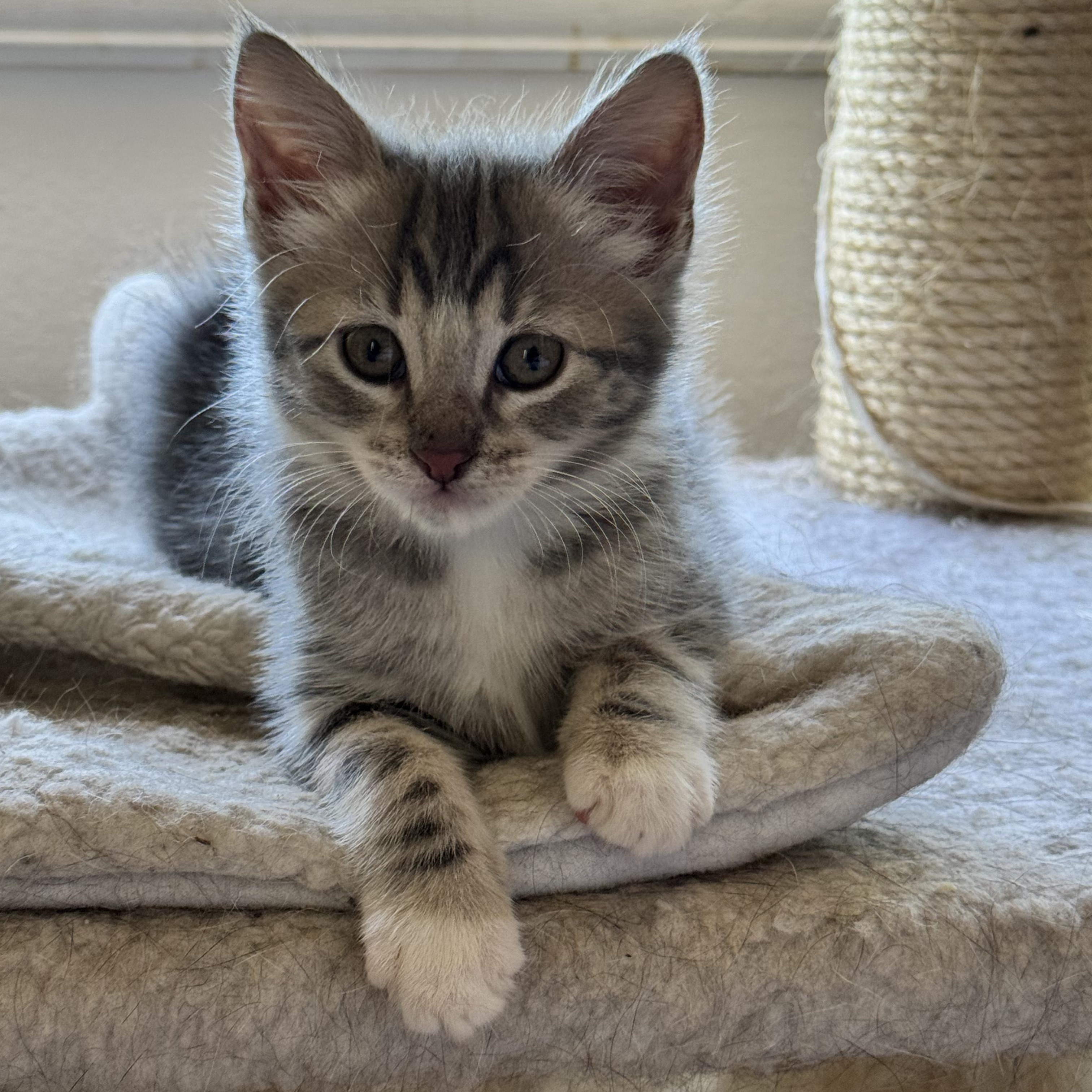 Enlarge Rebel (adopted), a Adopted mixed breed in San Francisco, CA image 1/5