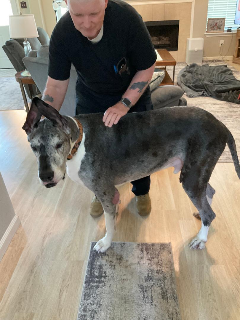 Enlarge Berry, a Adoptable Great Dane in Houston, TX image 2/4