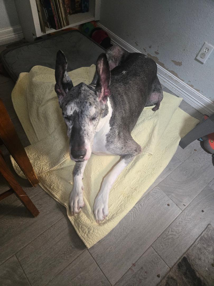 Enlarge Berry, a Adoptable Great Dane in Houston, TX image 3/4