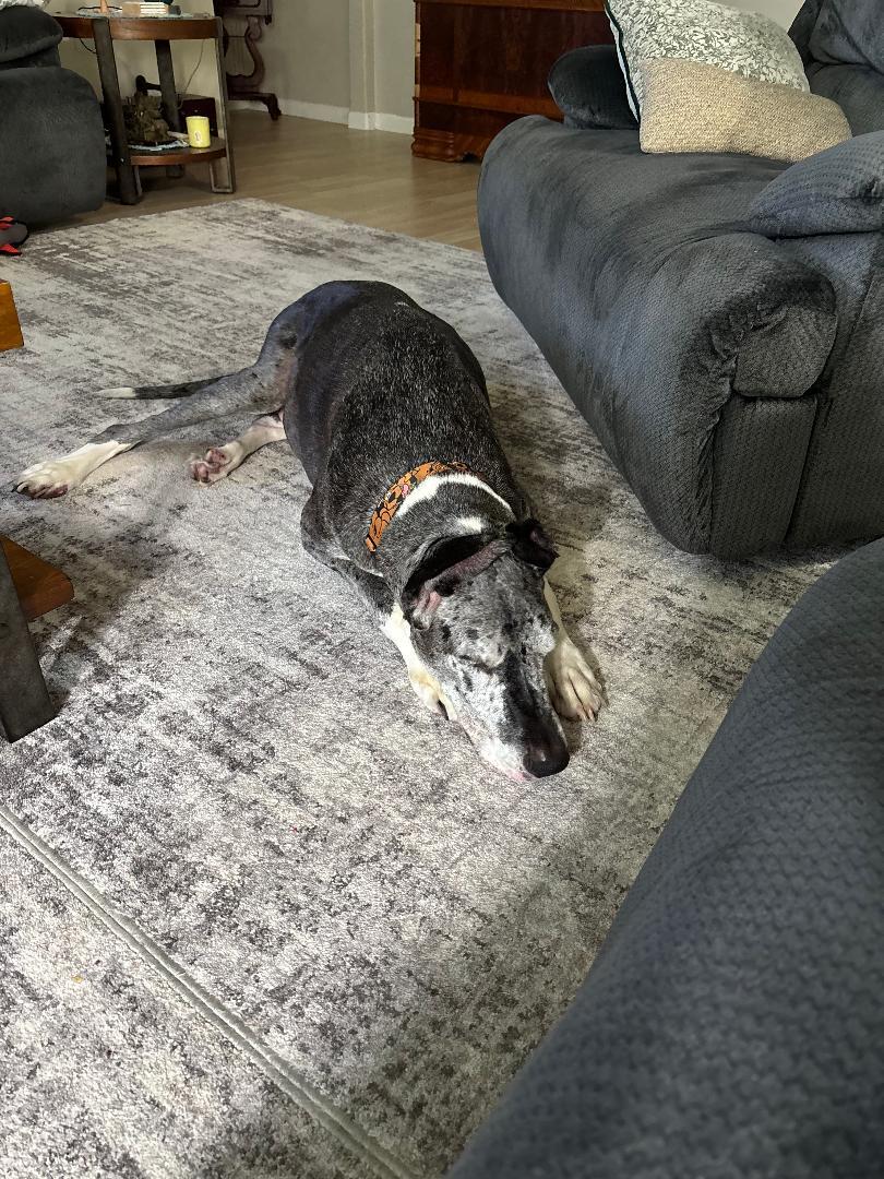 Enlarge Berry, a Adoptable Great Dane in Houston, TX image 4/4