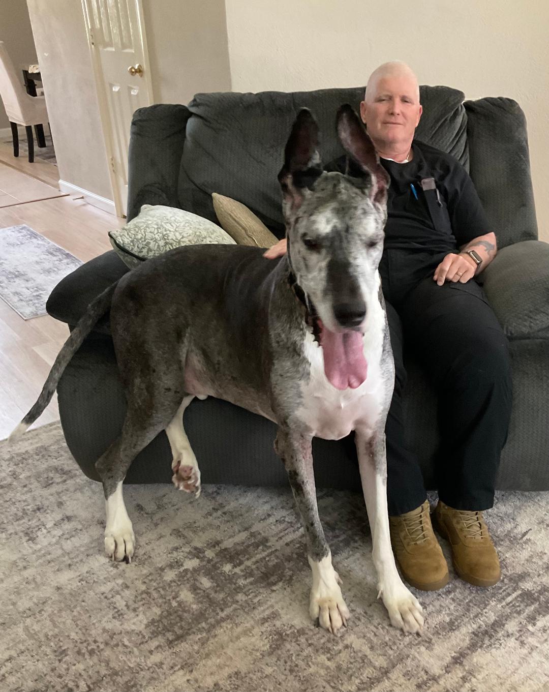 Enlarge Berry, a Adoptable Great Dane in Houston, TX image 1/4