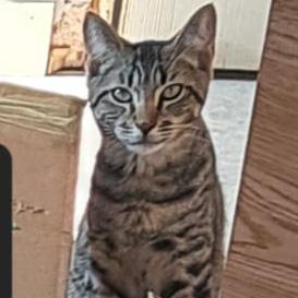 Enlarge BONDED SIBLINGS--Clove and Wasabi, a Adoptable Tabby in Fair Haven, VT image 5/6