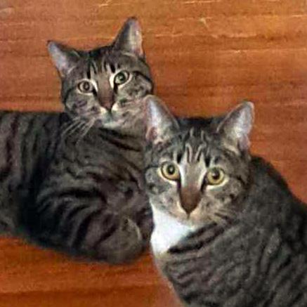 Enlarge BONDED SIBLINGS--Clove and Wasabi, a Adoptable Tabby in Fair Haven, VT image 1/6